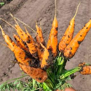 Объявление с Фото - Лучшие сорта моркови мелким и крупным оптом