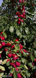 Фото: Яблоки и груша