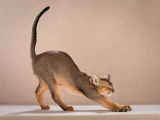 Фото: Абиссинские клубные котята Шоу класса