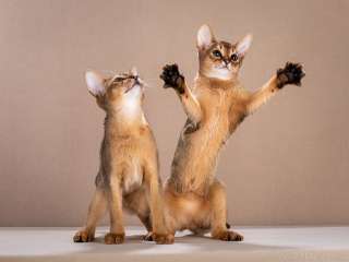 Фото: Абиссинские клубные котята Шоу класса