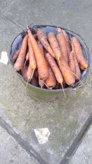 Объявление с Фото - Морковь  и перец со своего огорода .перец немного