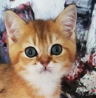 Фото: Британские котята, золотая шиншила