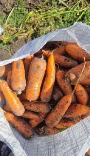 Объявление с Фото - Вкусная морковь сортотипа Шантоне от поставщика