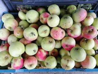 Фото: Яблоки со своего участка, кисло-сладкие. Собраны сбиты