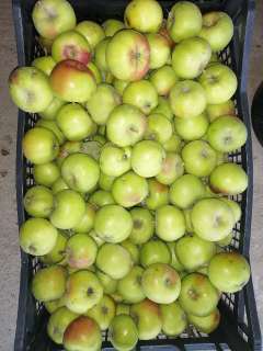Фото: Яблоки со своего участка, кисло-сладкие. Собраны сбиты
