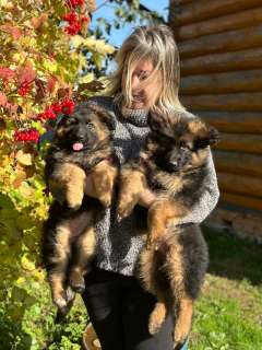 Фото: Чистокровные щенки немецкой длинношерстной овчарки