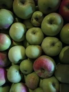 Фото: Зимние яблоки