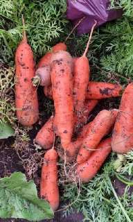 Объявление с Фото - Отборные сорта моркови без трещин в Барнауле