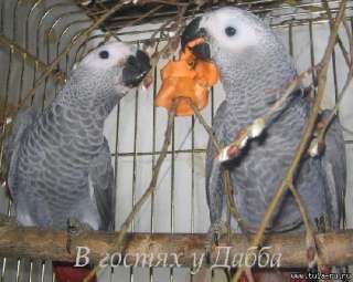Объявление с Фото - Жако и амазоны суринамские птенцы выкормыши от зав