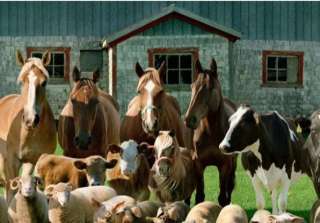 Объявление с Фото - Каплю лошадей и крс