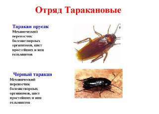 Объявление с Фото - Уничтожаем тараканов,клопов,блох и т.д