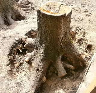Фото: Убрать дерево с участка (вырубка) и выкорчевывание