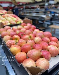 Объявление с Фото - Оптовая продажа яблок разных сортов и калибров