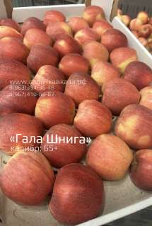 Фото: Оптовая продажа яблок разных сортов и калибров