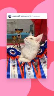 Фото: Котёнок Мейн-кун чемпион