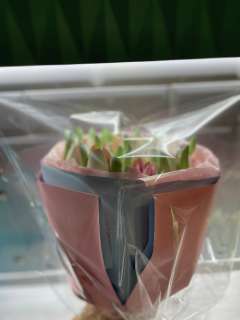 Фото: Букет из зефирных тюльпанов