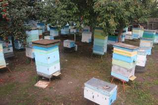 Фото: Пасека с пчёлами