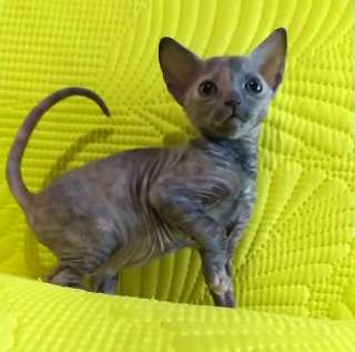 Фото: котята  уральский рекс