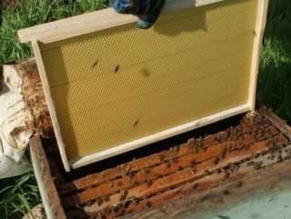 Фото: Рамки для пчёл новые
