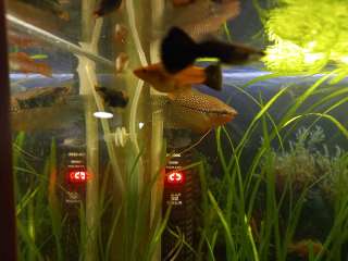 Фото: Аквареумные рыбки аквареумы