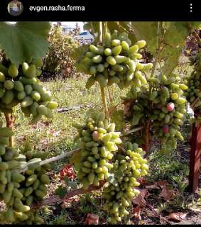 Фото: черенки не укорененного винограда разных сортов