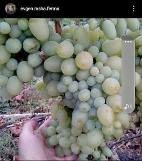 Фото: черенки не укорененного винограда разных сортов