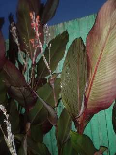 Фото: Клубни цветочного растения канна флейн