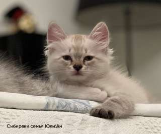 Фото: Котята Сибирские с документами