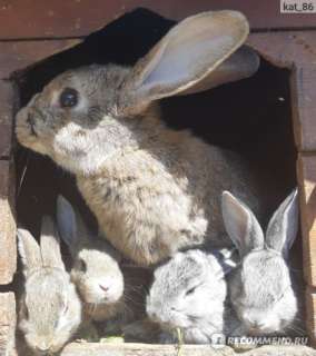 Фото: Кролики. , обменяюсь на птицу или кроликов