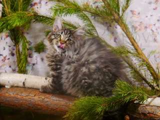 Фото: Котята породы норвежская лесная