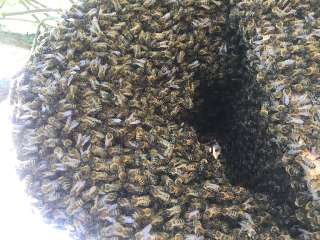 Фото: Пчелосемьи породы Карника, Бакфаст