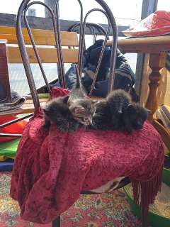 Объявление с Фото - Красивые черненькие котята, родились 5 марта, голу