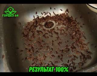 Фото: Уничтожение насекомых, грызунов, запахов, вирусов