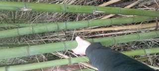Фото: Бамбук вечнозелёный ,морозостойкий.