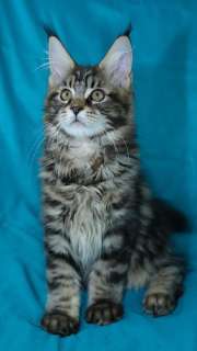Фото: Котята мейн Кун из питомника