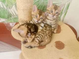 Фото: Бенгальские котятки