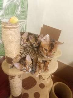 Фото: Бенгальские котятки