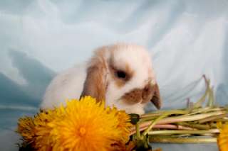 Объявление с Фото - Карликовый вислоухий кролик