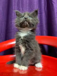 Фото: Котята Гиганты породы Мейн Кун