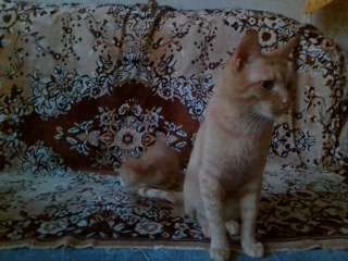 Фото: Белые и рыжие котята