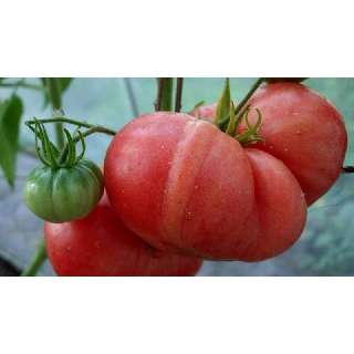 Объявление с Фото - Рассада помидоров 36 сортов,перец сладкий баклажан