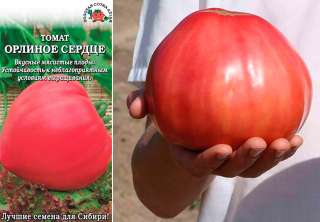 Фото: Рассада помидоров 36 сортов,перец сладкий баклажан