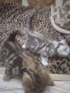 Фото: 1 месячные  котята, серебристый и шоколадный мрамо