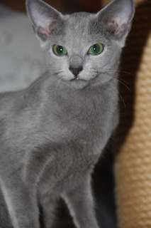 Фото: Русские голубые котята из европейского клуба