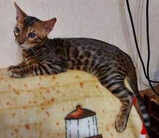 Фото: Котенок редкой породы серенгети