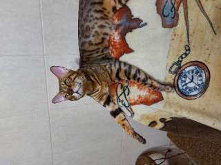 Фото: Котенок редкой породы серенгети