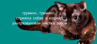 Объявление с Фото - Стрижка собак и кошек. Груминг