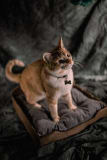 Фото: Лежанка для кошек собак грызунов мелких и средних