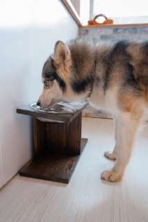 Фото: Кормушка, подставка для мисок для собак крупных по