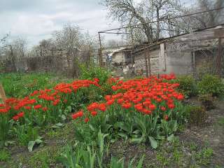 Фото: Луковицы тюльпанов для сада или выгонки